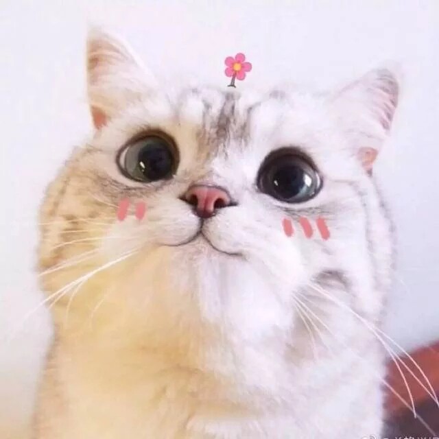 喵喵杂货铺