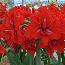 Issued in December Double Delicious Imported Double Petal Hippeastrum Seed Balls Holland Garden Art Free Blind Box for Over 268 Yuan