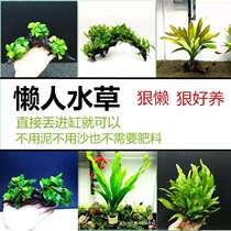 Fish tank colonization Aquatic plants Aquarium Landscaping Lazy novice Water banyan submerged wood volcanic stone Living plants submerged real grass