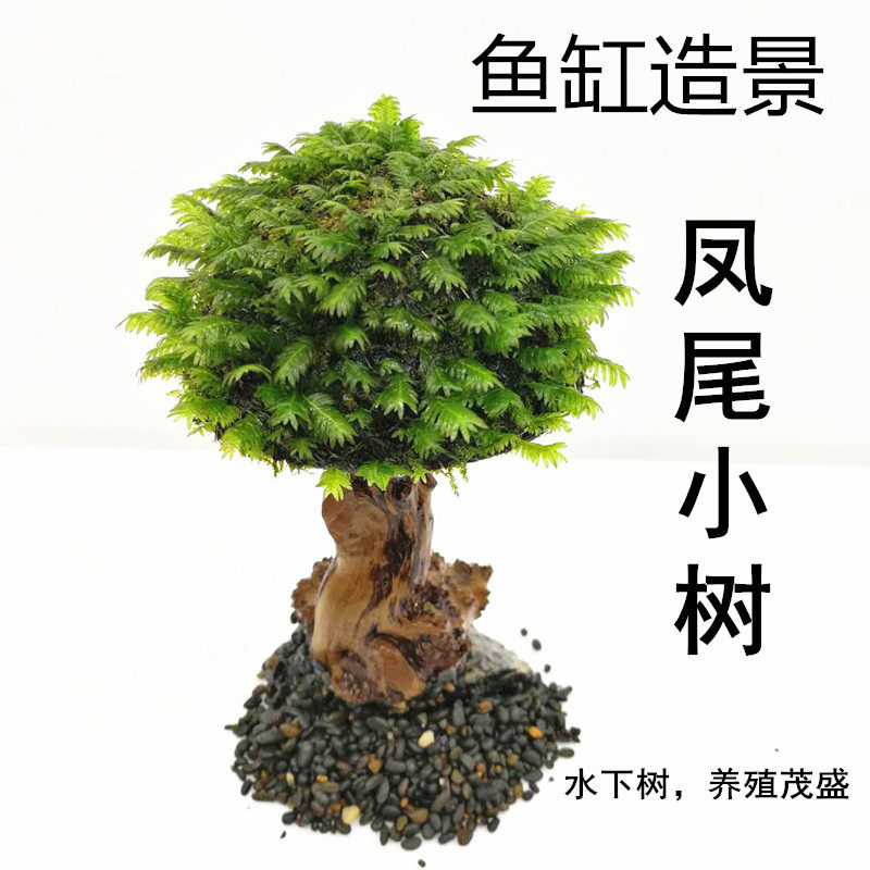 Water plant Shenmu Rhododendron root Phoenix tail small tree Phoenix tail Moss Tree Mei Feng Fish tank landscape decoration