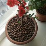 Керамические цветы с горшками для цветов в горшках ставят дно полихидом и делают богатые деревья.