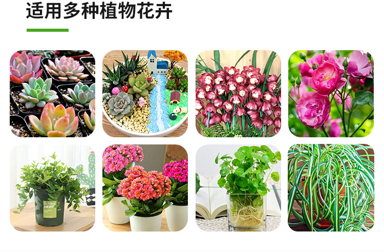 多肉专用不伤花小白药植物杀虫剂 图10