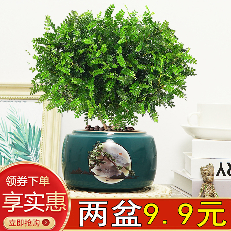 Authentic Fragrant Pepperwood Bonsai Plant, Easy to Care For, Mosquito-Repelling, Air-Purifying, Ornamental Indoor Living Room Plant