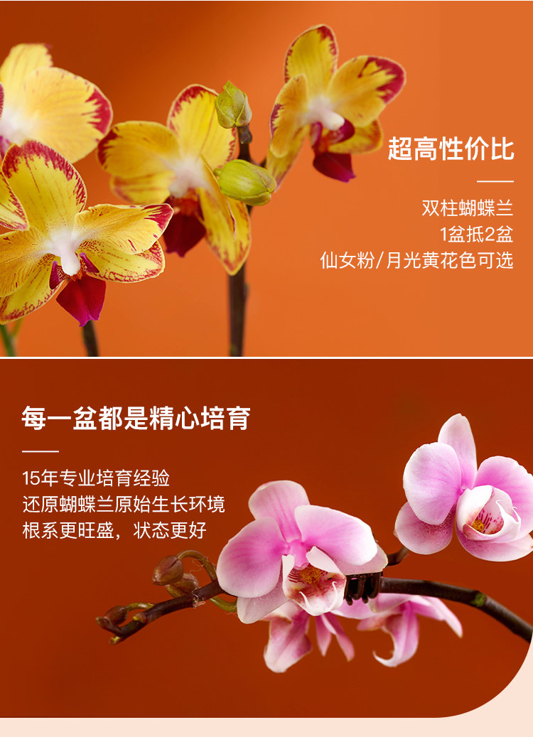 花点时间 蝴蝶兰 鲜花盆栽 天猫优惠券折后￥39.9包邮（￥69.9-30）