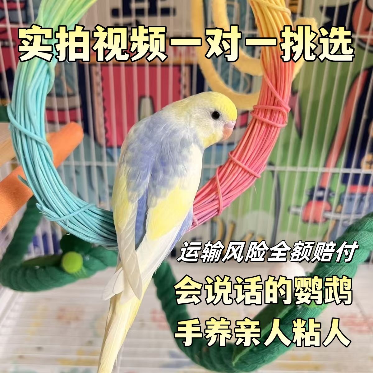 大头虎皮鹦鹉幼鸟来啦！手养鹦鹉会说话的秘密武器是什么？-鸟-淘宝好物网