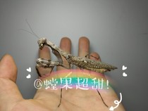 Indonesia Double Shield Mantis Mantis Mantis Large Ferocious Children Toy Profiled Pet Otherwise Aussie Wide Thorn Green Giant Arc Tattoo