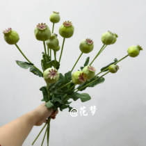 Nordic simulation plant poppy fruit poppy fruit home living room hotel model room decoration photography props window