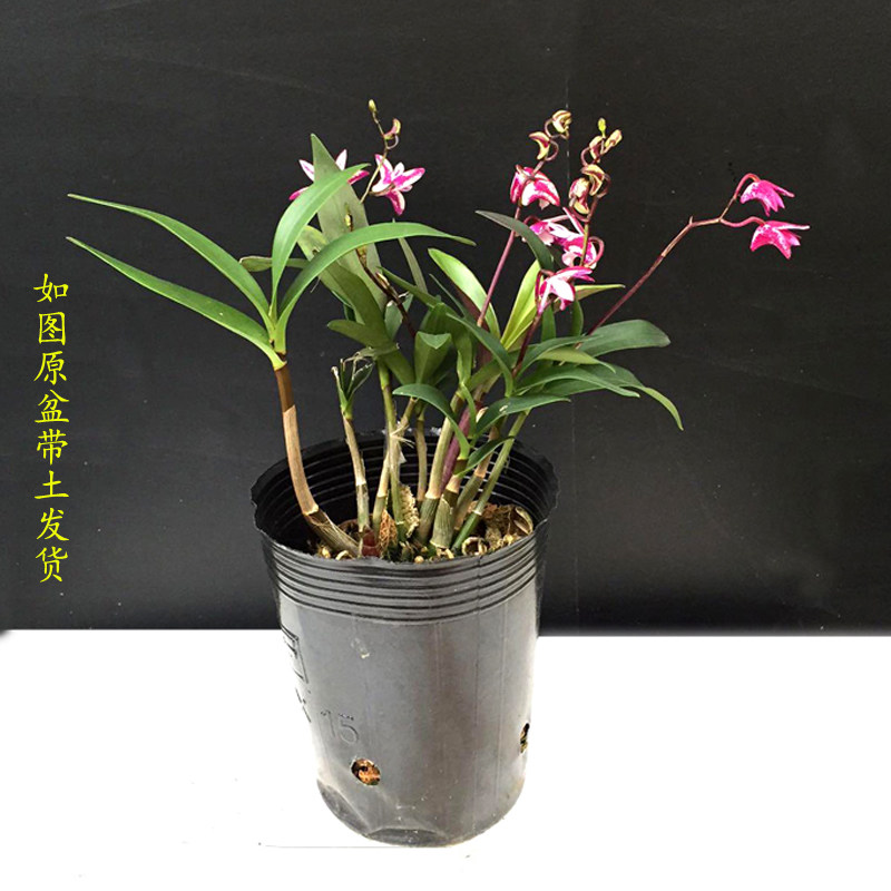 澳洲石斛蘭花苗香水石斛室內花卉盆栽冬帶花苞紫蝶石斛濃香石斛