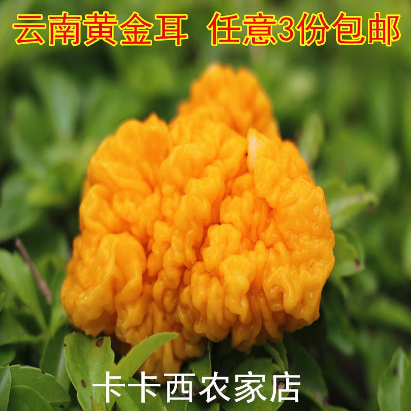 Yunnan Shangri-La Wild Golden Ear Yellow Fungus Brain Ear Saponin Rice Peach Gum Companion 50g