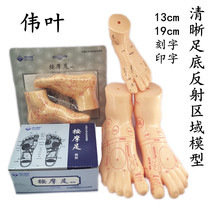 Foot Model Foot Massage Model Foot Foot Reflection Zone Model Massage Acupuncture Moxibustion Acupoint