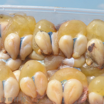 A box of Wenzhou gourmet squid eggs weighs about half a catty and has the right saltiness