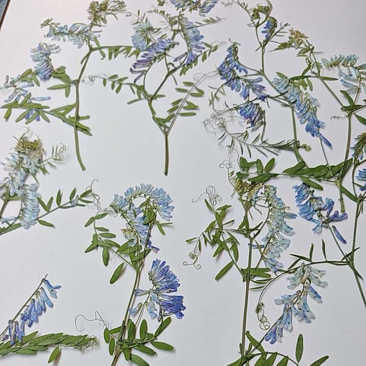 Real Plant Wild Pea Flower Branch with Wild Flowers Pressed Flower Painting Frame Material Kit Handmade Resin Material Kit Real Plant Wild Pea Flower Branch with Wild Flowers Pressed Flower Painting Frame Material Kit Handmade Resin Material Kit