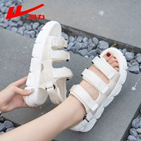 Рис (0521) толстый дно показывает длинные ноги