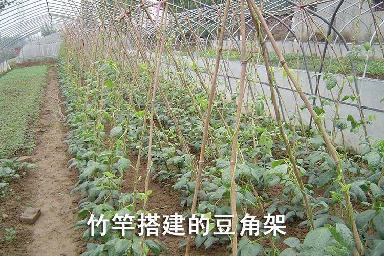 手工菜园搭架蔬菜黄瓜番茄豆角架杆竹篱笆栅栏小竹子细竹木爬藤架-阿里巴巴