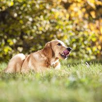 Pet photography pet photography pet photo dog photography cat photo studio travel location shooting