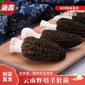 Selected fresh morels yunnan specialty mushrooms 500g