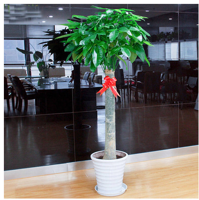 Changsha Tongcheng Distribution Single Three Poles Big Hair Treasure Tree Potted Money Orange Tree Orange Spring Festival Potted Plant Moving Office Green Planting