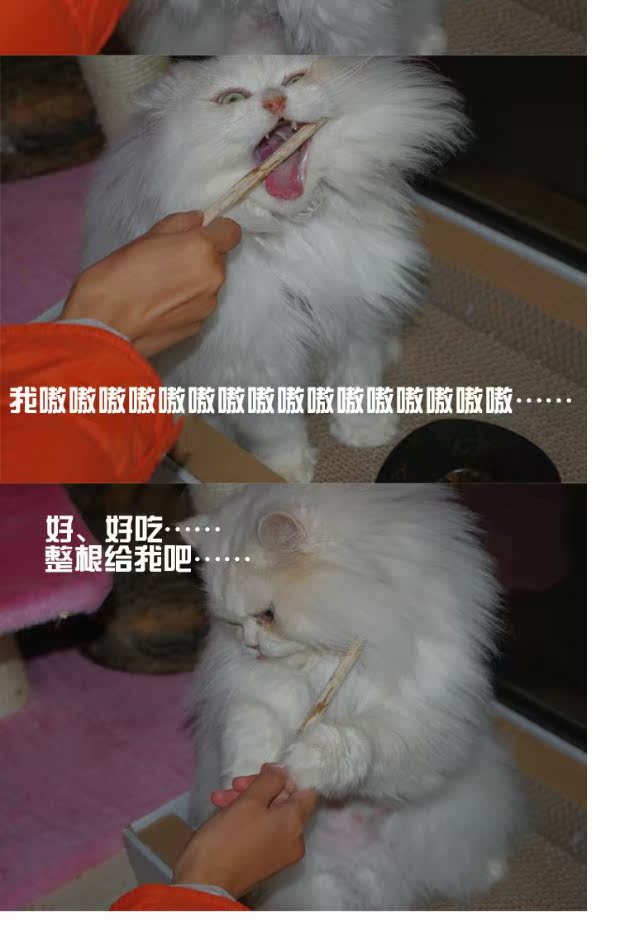 Cat Snacks Trái cây tự nhiên Gỗ Bọ cạp Gậy Mèo Tiêu hóa Molar Gậy 7 Gậy 30g Chính hãng Ngon Sạch Răng hạt catsrang