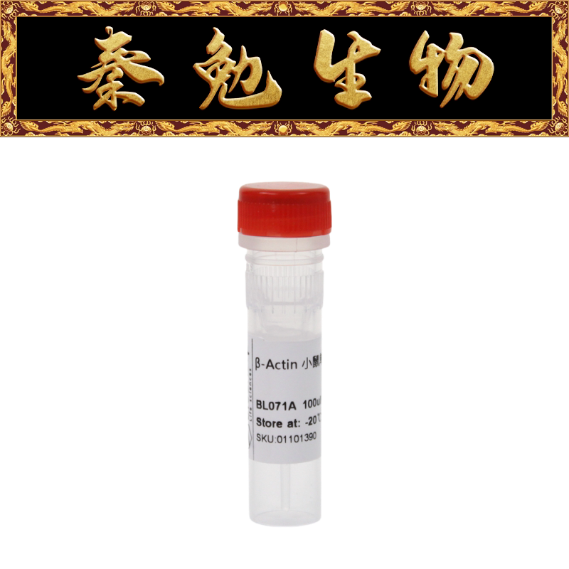 Biosharp白鲨 BL071A Anti-&beta;-Actin Mouse MonoclonalAntibody