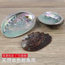 Natural abalone shell shell home accessories conch shell fish tank aquarium landscaping diy burnt sage ornaments customization