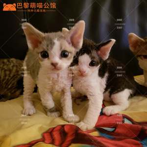 德文卷毛猫家养幼猫宠物猫咪活体小猫虎斑德文帝王猫纯种幼崽活物