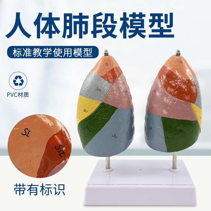 色分肺医用彩色肺段肺解剖模型呼吸系统医学教学胸外科仿真模型