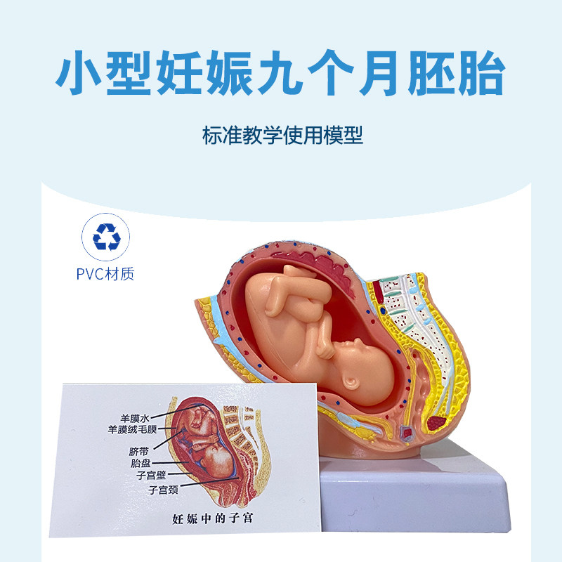 妊娠发育过程小型胚胎模型 9个月胚胎模型计生妊娠胎儿模型