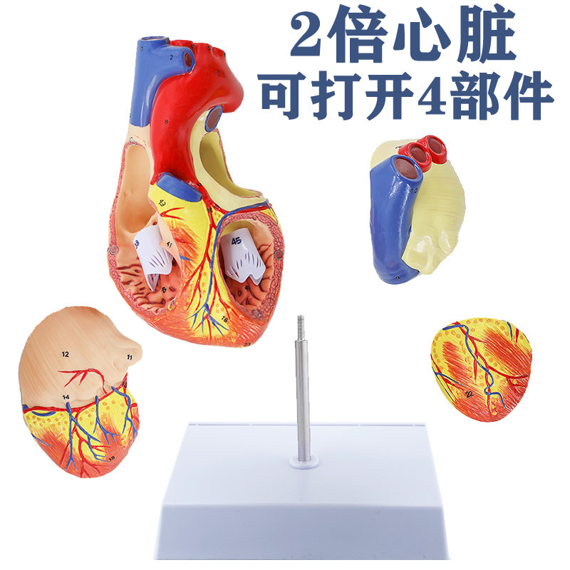 2倍放大心脏解剖模型 彩超心脏标本 心脏模型 人体心脏结构模型