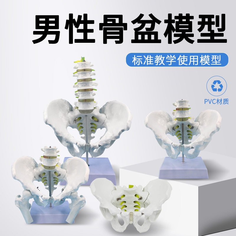 自然大男性骨盆带二节腰椎神经模型 盆骨带五节腰椎 股骨神经模型