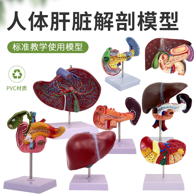 高度仿真肝脏模型肝解剖模型肝胆胰脾十二指肠浮雕病变肝胆胰模型