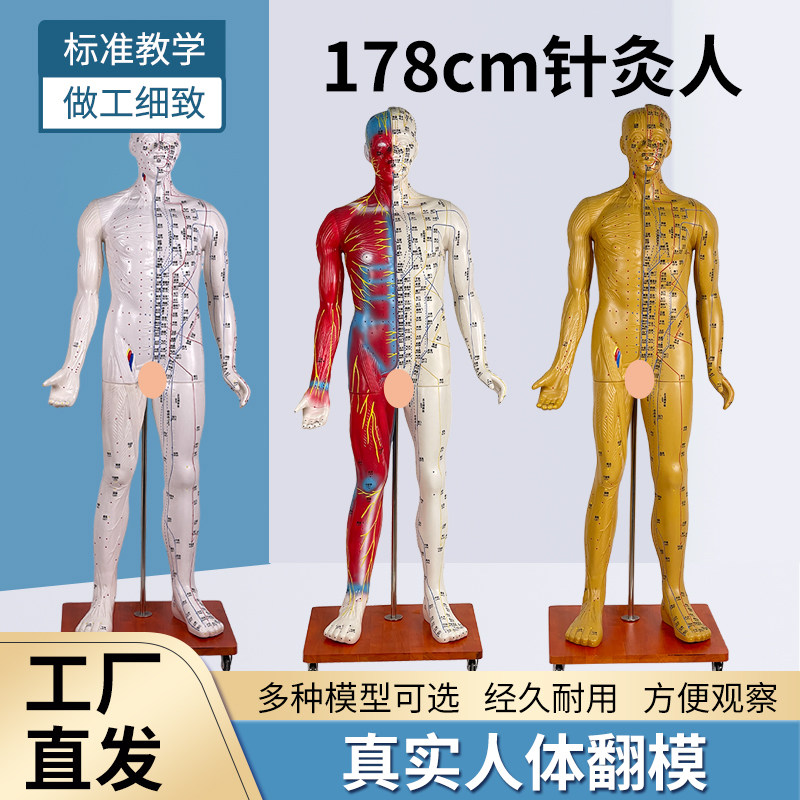 178CM人体针灸穴位模型 半边肌肉解剖教学模型 蓝蝶品牌中医针灸器材