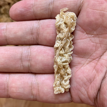 xi yuan cheesecake Changbai Mountain Forest frog oil ha ma you xue ha you xue ha 20g