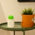 Cactus USB máy tạo độ ẩm câm phòng ngủ văn phòng mini máy tạo độ ẩm cầm tay không khí ẩm đồ trang trí ins gió