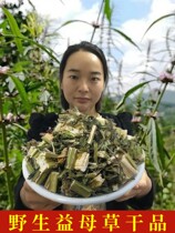 益母草中药材新货新鲜红花益母草干益母草粉泡脚无硫野生益母草茶