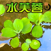 Water hibiscus water hyacinth water floating lotus duckweed plant landscape tank aquatic seed turtle fish farming supplies