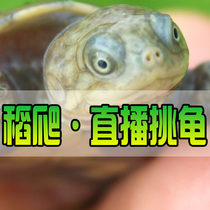 Live selection of turtle turtle yellow ear map flame round donut ink tortoise watching Dahe Fozhou East Jinxi brocade