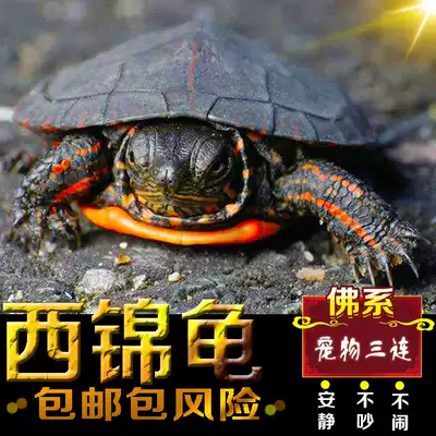 Witang West brocade tortoise living things Dongjin tortoise Western brocade tortoise toy turtle pet turtle deep water turtle ornamental turtle home