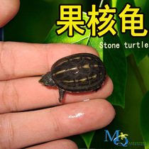 Fruit core turtle seedlings deep water tortoise egg turtle small mud turtle tortoise living small pet turtle red face razor Musk longevity