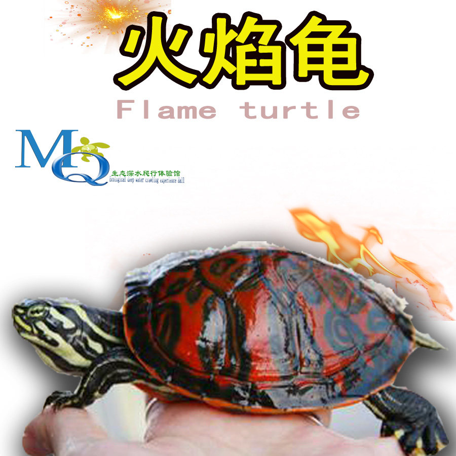 家养外塘宽纹火焰龟,如何打造完美“火焰缸”?-龟/鳖-淘宝好物网