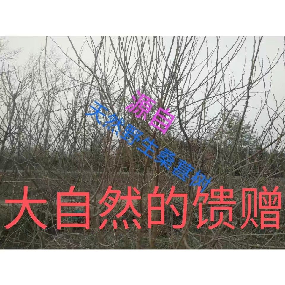 中医经络养生神器:桑条棒桃枝棒杜仲枝桑枝棒,拍出健康新活力!💪🌿-按摩穴位棒-淘宝百科网