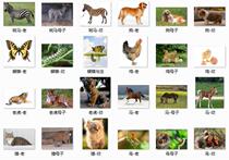 Animals young children early education cognitive cards autism rehabilitation training cards language development delay learning aids
