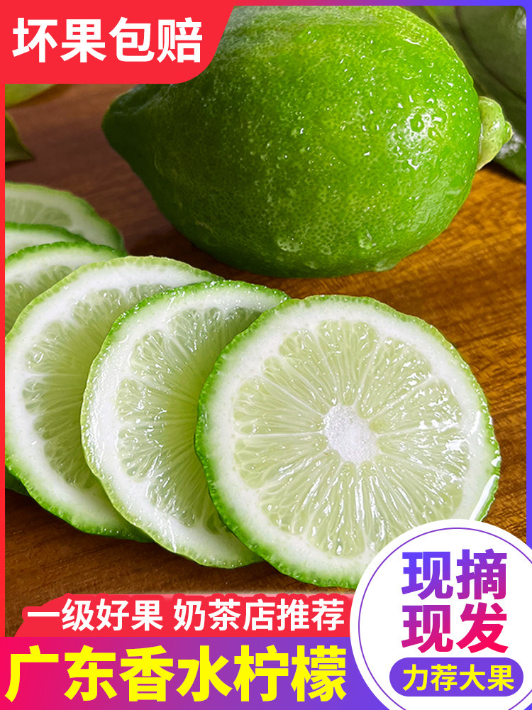 Perfume lemon 5 catties first-class fruit Guangdong seedless four seasons green lemon fresh wholesale milk tea shop dedicated