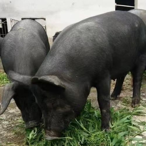 牧源香猪养殖基地