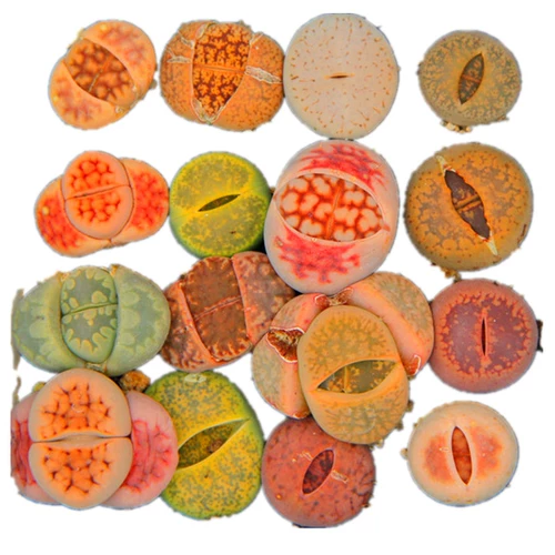 Сочные растения сырые каменные цветы Смешанные комбинации тазовых осадков с горшками с доставкой почвы, один выстрел смешанный балкон