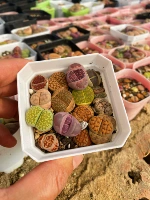 [Продвижение] 6,5 квадратная смесь (15 или более)