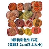 【Попробуйте】 9 упаковок (1,2 см или более размера)