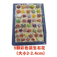 [Растение свекровки] 9 (размер 2-2,4 см)