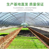 Сырые каменные цветы и сочный бутик семян цветочный горшок посвященной почвенным флагом магазин заброшенный нефрит одна вещь одна выстрел оливковая нефритовая задница цветок