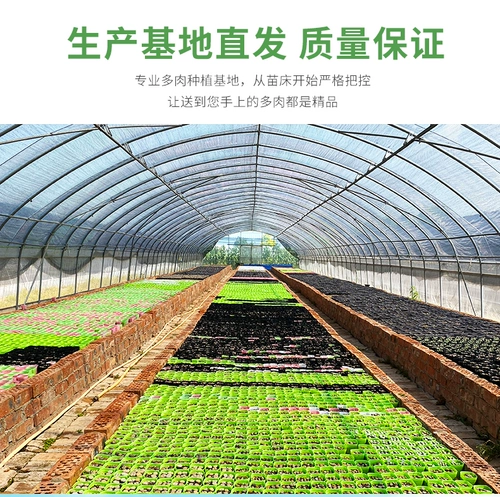 Сырые каменные цветы и сочный бутик семян цветочный горшок посвященной почвенным флагом магазин заброшенный нефрит одна вещь одна выстрел оливковая нефритовая задница цветок