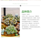 Сырые каменные цветы и сочный бутик семян цветочный горшок посвященной почвенным флагом магазин заброшенный нефрит одна вещь одна выстрел оливковая нефритовая задница цветок